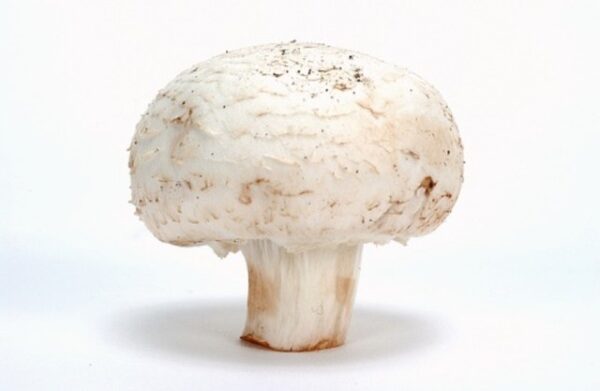 ΜΑΝΙΤΑΡΙ CHAMPIGNON ΛΕΥΚΟ ΕΙΣΑΓΩΓΗΣ ΒΙΟ* ΑΕΙΦΟΡΟΣ ΓΗ