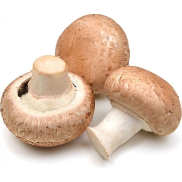 ΜΑΝΙΤΑΡΙ CHAMPIGNON ΚΑΦΕ ΕΙΣΑΓΩΓΗΣ ΒΙΟ* ΑΕΙΦΟΡΟΣ ΓΗ